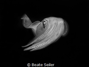 Friendly squid by Beate Seiler 